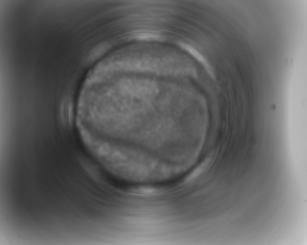 X0000088140253200706041342