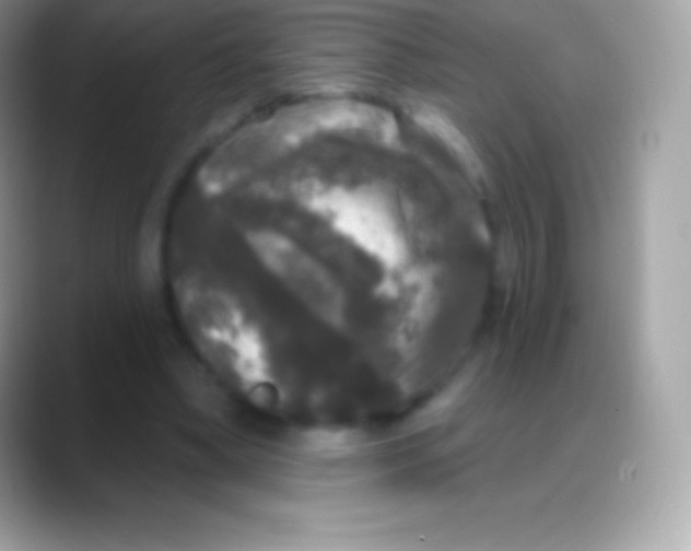 X0000088140394200706041341