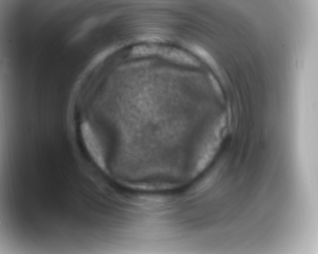 X0000088140435200706041340