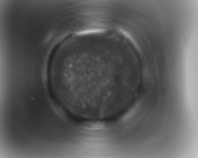 X0000088140443200706041340