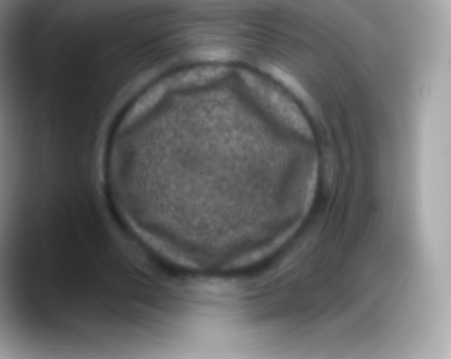 X0000088140486200706041340