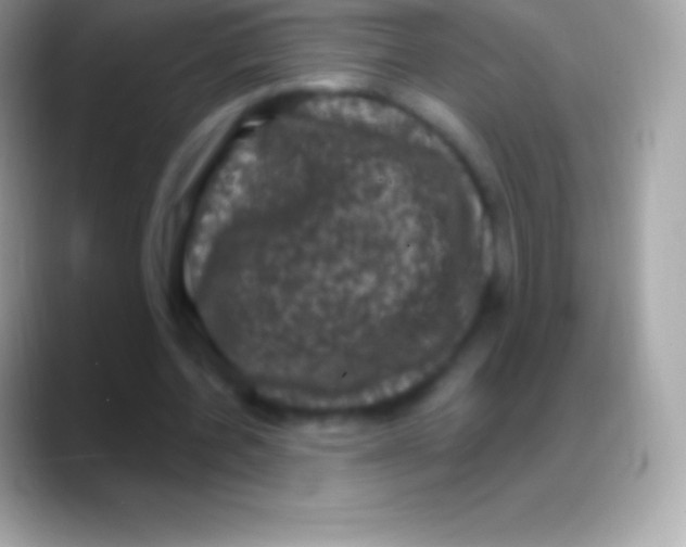 X0000088140532200706041339