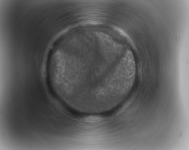 X0000088140536200706041339