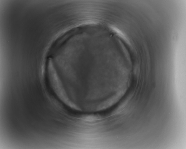 X0000088140540200706041339