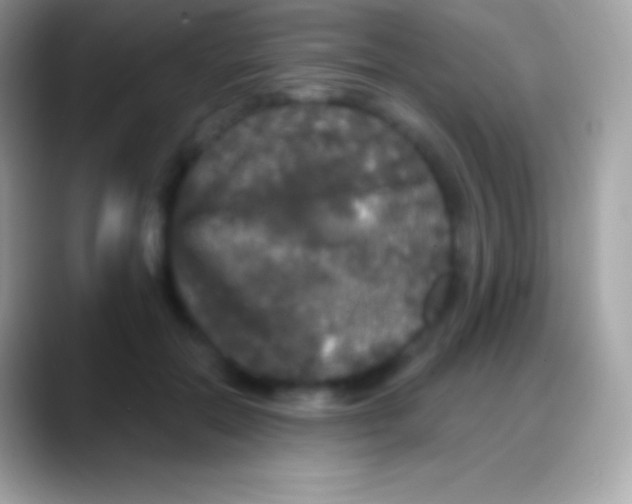 X0000088140554200706041339