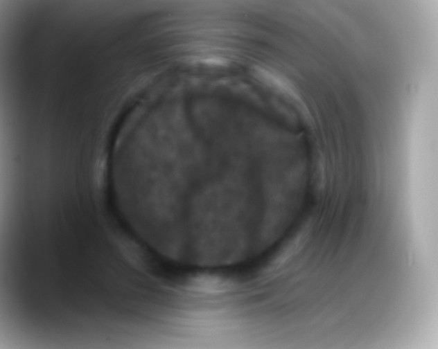 X0000088140596200706041338