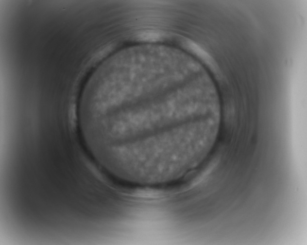 X0000088140633200706041337