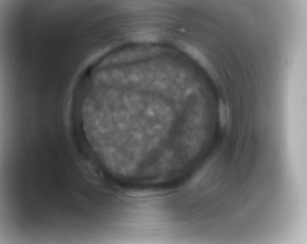 X0000088140675200706041337