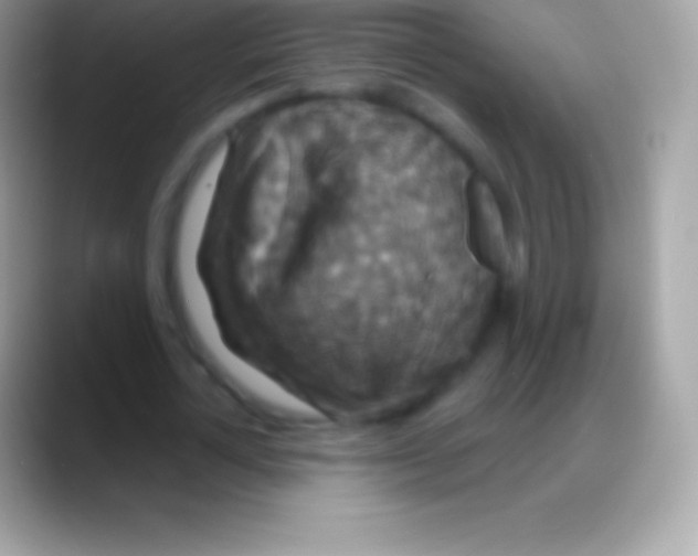 X0000088140724200706041336