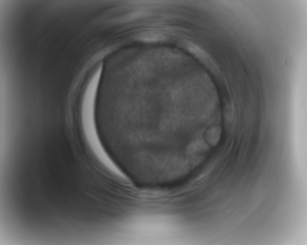 X0000088140727200706041336