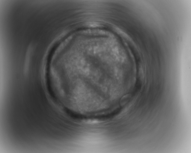 X0000088140730200706041336