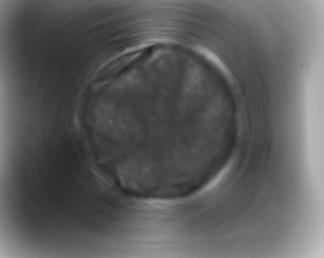 X0000088140777200706041336