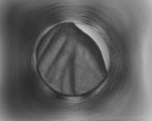 X0000088140796200706041336