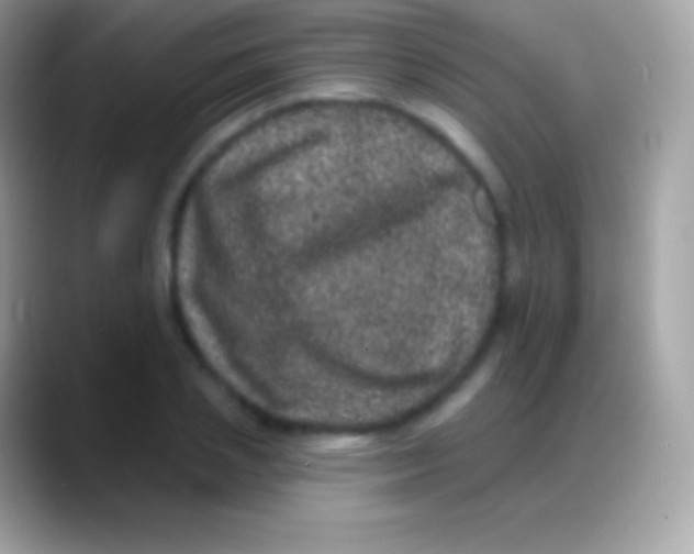 X0000088140837200706041335