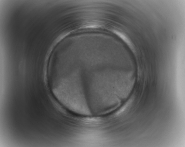 X0000088140850200706041336