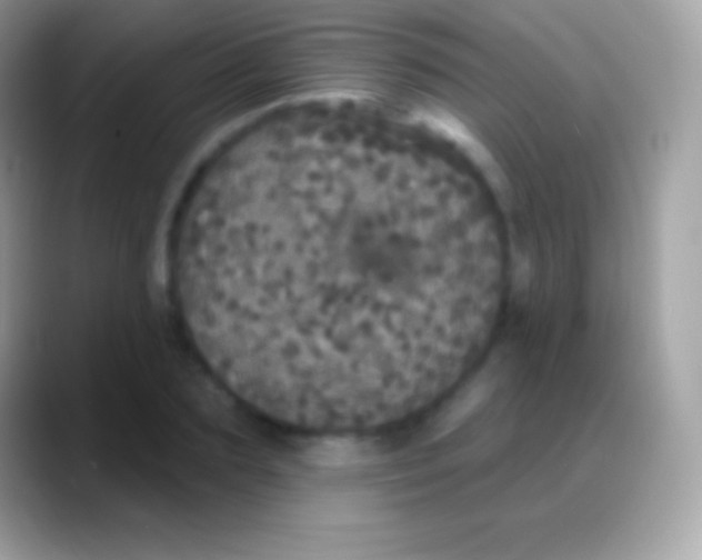 X0000088140883200706041335