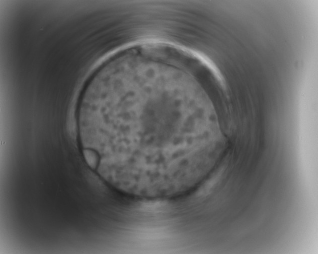 X0000088140887200706041335