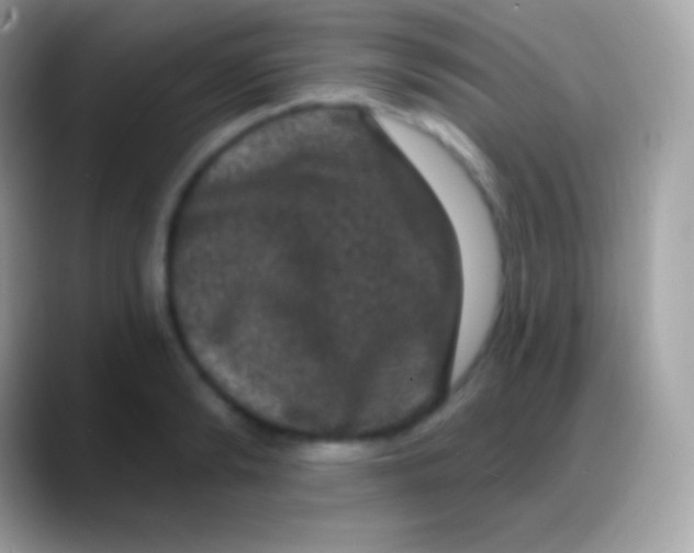 X0000088140894200706041335