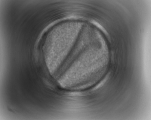 X0000088141021200706041333