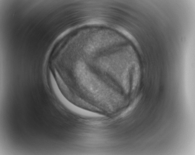 X0000088141029200706041333