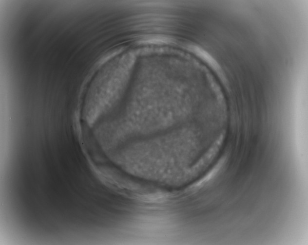 X0000088141041200706041333