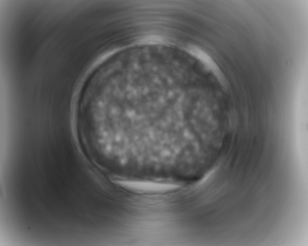 X0000088141043200706041333