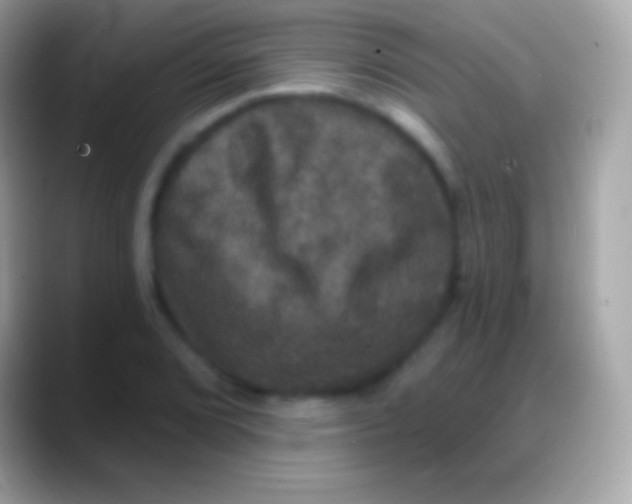 X0000088141072200706041333