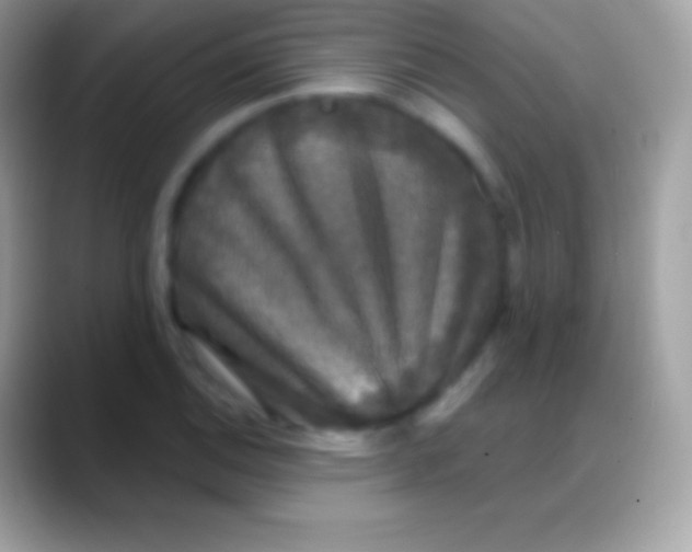 X0000088141124200706041332