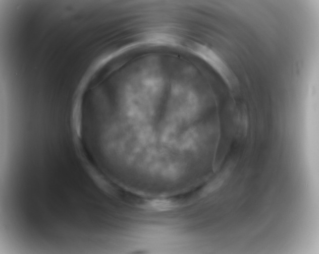 X0000088141128200706041332