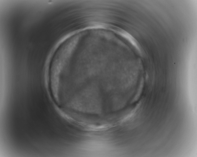 X0000088141143200706041332