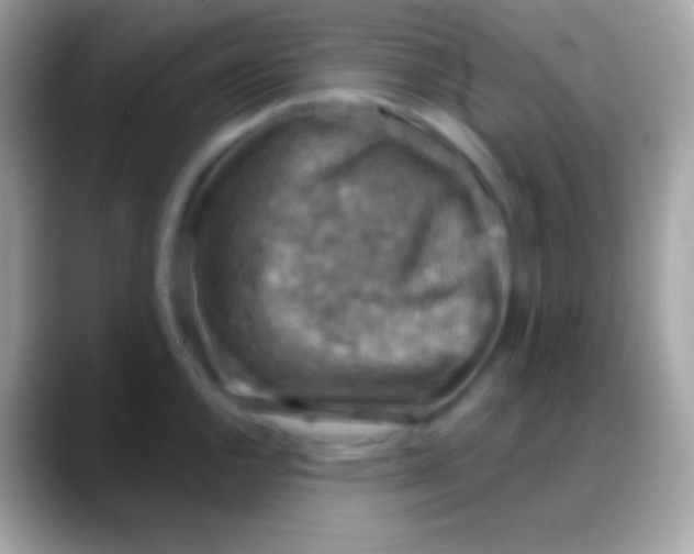 X0000088141144200706041332