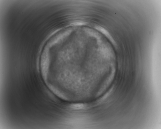 X0000088141186200706041331