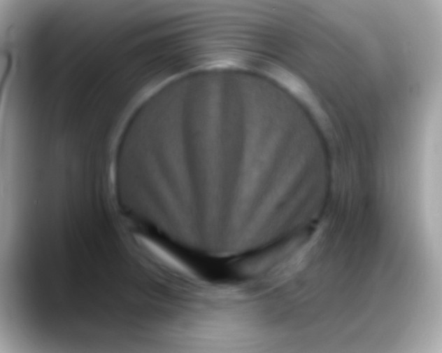 X0000088141234200706041331