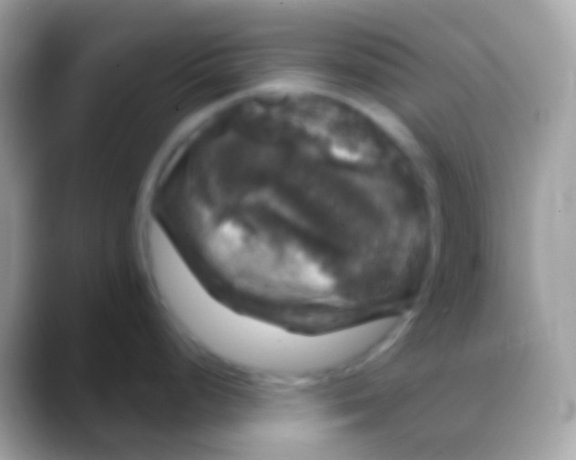 X0000088141248200706041331