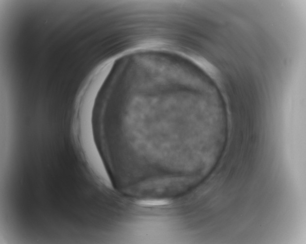 X0000088141296200706041330