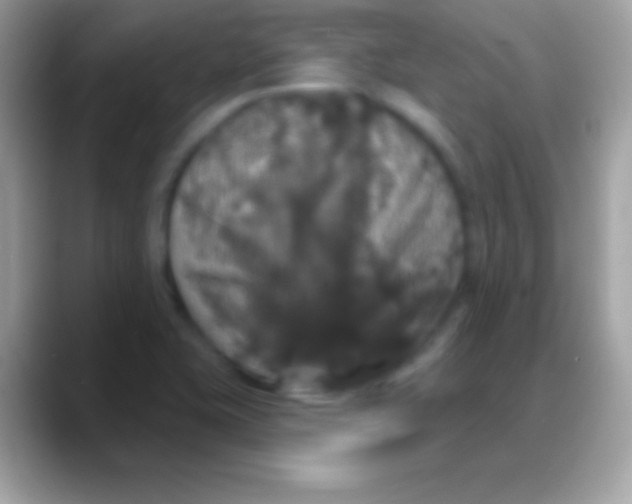 X0000088141415200706041329