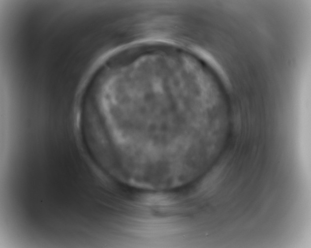 X0000088141416200706041329