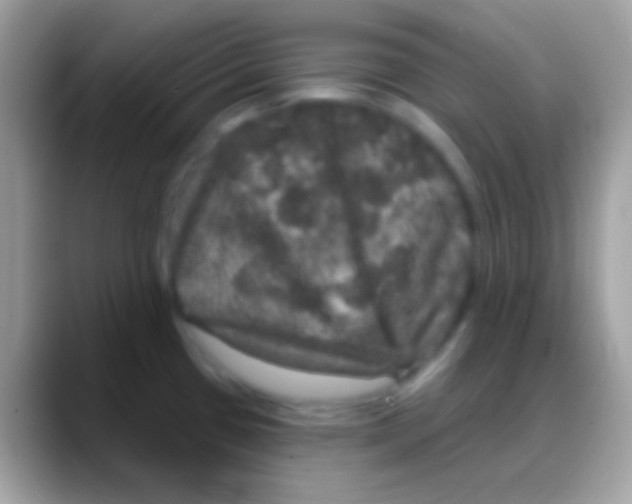 X0000088141433200706041329