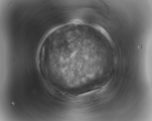 X0000088141435200706041329