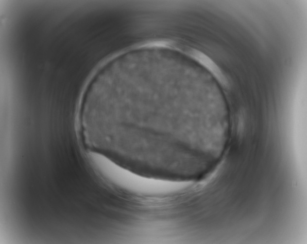 X0000088141436200706041329