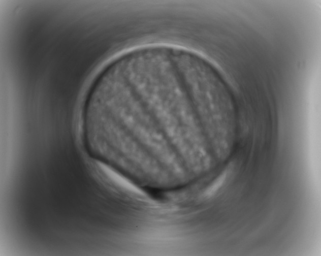 X0000088141511200706041328