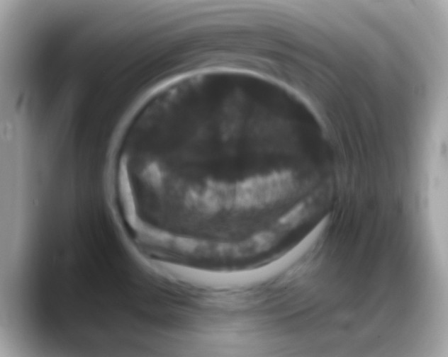 X0000088141531200706041328