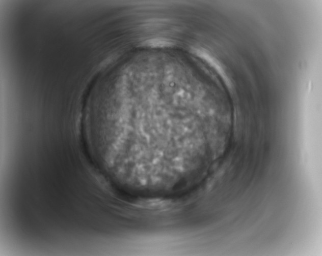 X0000088140153200706042016