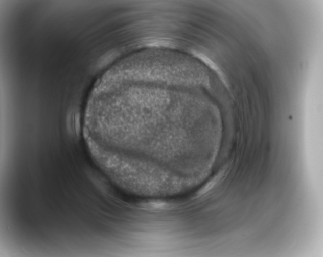 X0000088140253200706042015