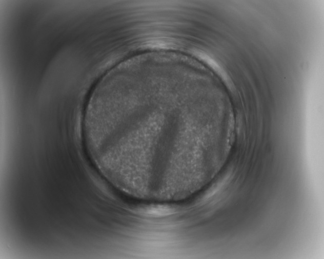 X0000088140445200706042012