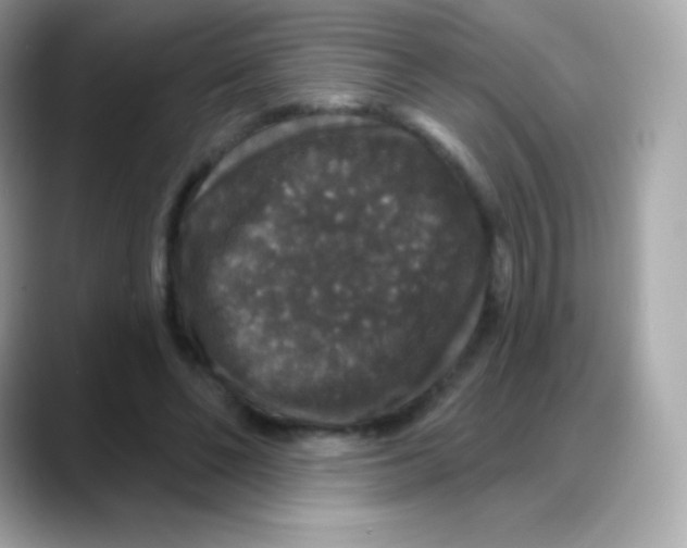 X0000088140494200706042012