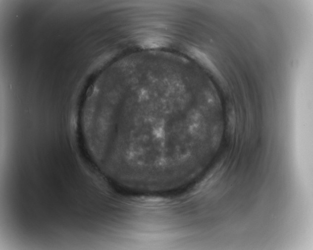 X0000088140539200706042011