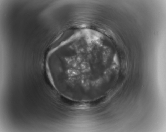 X0000088140553200706042011