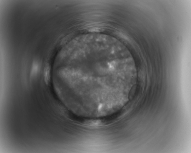 X0000088140554200706042011