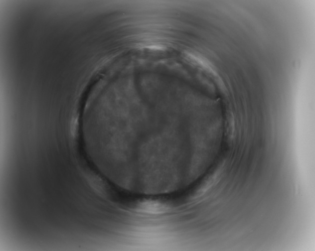 X0000088140596200706042010